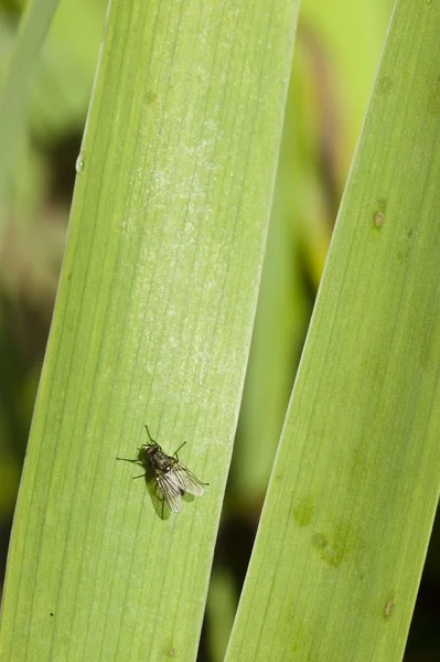 Обыкновенная муха на зеленой траве — стоковое фото