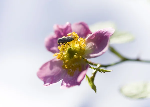 Fly on pink and yellow rose — Stock Photo, Image