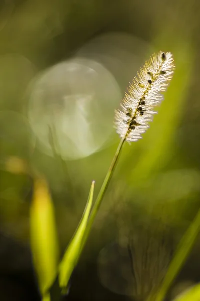 Espiga de semente de grama perto ao sol — Fotografia de Stock