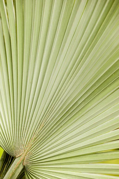 Detail of a palm leaf — Stock Photo, Image