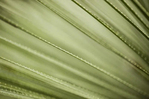 Thorny leaves — Stock Photo, Image