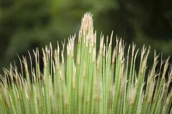 Thorny frunze — Fotografie, imagine de stoc