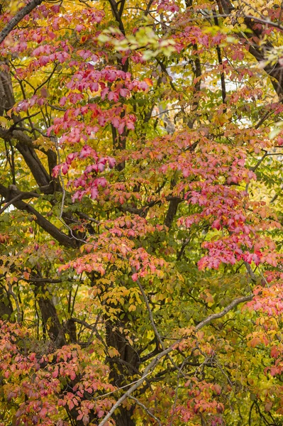 Détail de l'arbre automnal — Photo