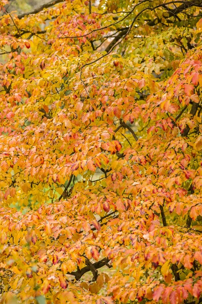 Detalj av höstens träd — Stockfoto
