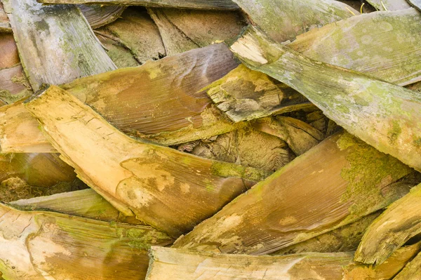 Detail of palm tree — Stock Photo, Image