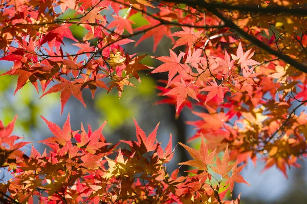 Detail of autumnal maple tree — Stock Photo, Image