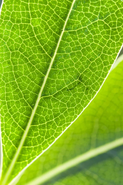 Detalhe da folha verde na luz traseira — Fotografia de Stock