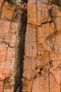 bir kırık ağaç gövdesi maruz kalan kabuk ile detay 