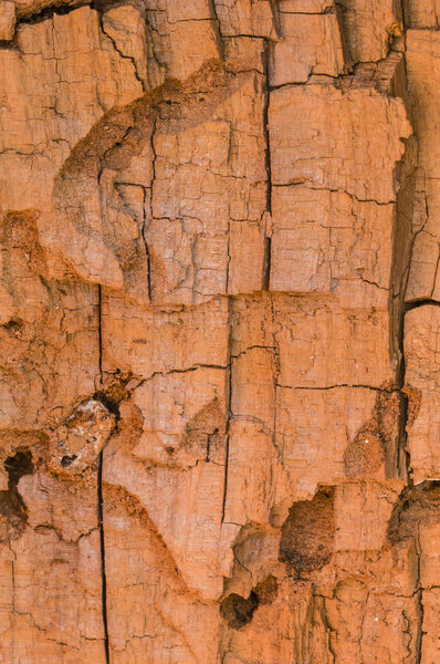 Detail of a broken tree trunk with exposed bark 
