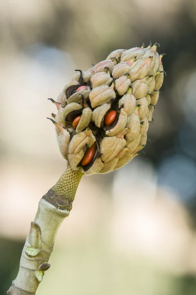 Magnolia grandiflora nasiona — Zdjęcie stockowe