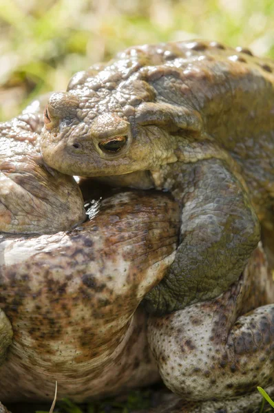 Krötenpaarung — Stockfoto