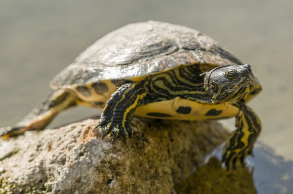Пресноводная черепаха греется на солнце — стоковое фото