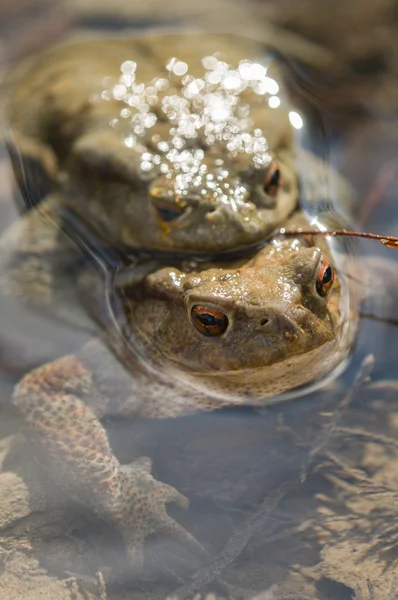 Krötenpaarung — Stockfoto