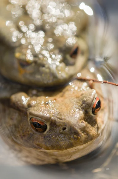 Krötenpaarung — Stockfoto