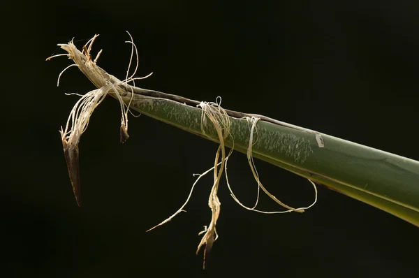 葉の多肉植物リュウゼツラン先端の詳細 — ストック写真