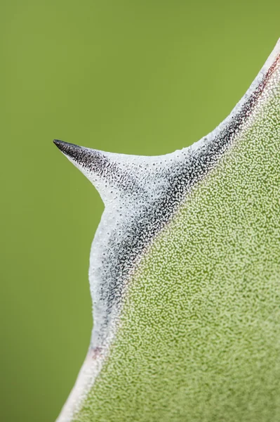 잎의 즙이 많은 식물 Agave 팁의 세부 사항 — 스톡 사진