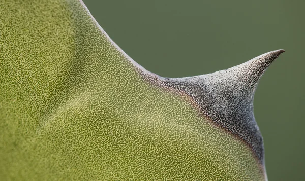 Detalle de planta suculenta Punta de agave de hoja —  Fotos de Stock