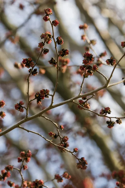 Parrotia persica czerwone kwiaty — Zdjęcie stockowe