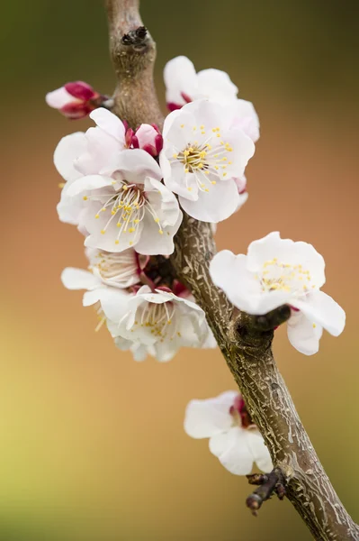 Японские цветы вишни в полном цвету — стоковое фото
