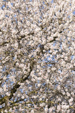 Japon kiraz ağacı çiçek tam Bloom