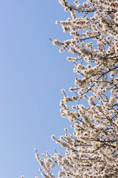 Japán cseresznyefa virágok teljes virágzás — Stock Fotó