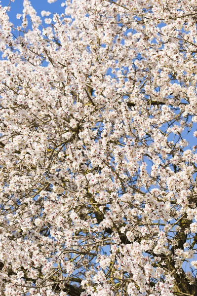 Flores de cerezo japonés en plena floración — Foto de Stock