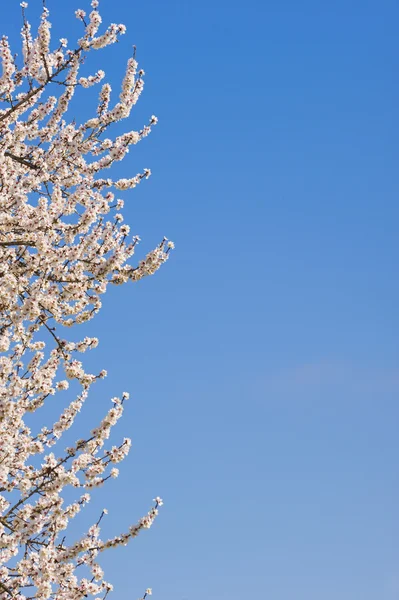 Flores de cerezo japonés en plena floración —  Fotos de Stock