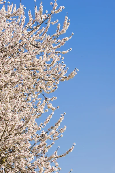 Japanska körsbärsträd blommor i full blom — Stockfoto