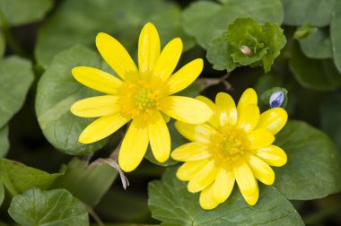 İki papatya sarı çiçek