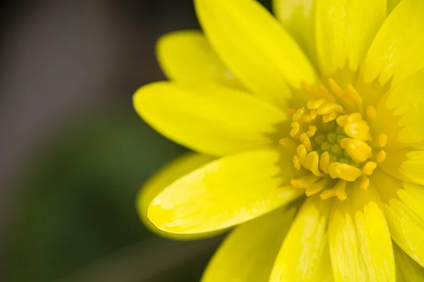 Жёлтые цветы — стоковое фото
