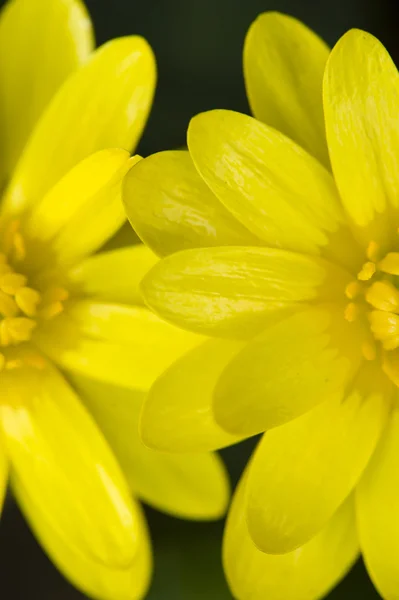 Zwei gelbe Blüten des Gänseblümchens — Stockfoto