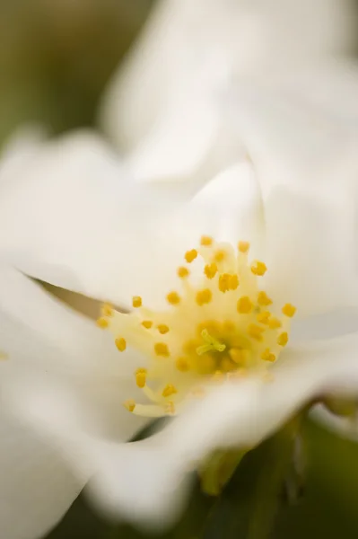 Sarı ve beyaz kızılcık çiçekler — Stok fotoğraf