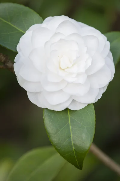 Camelia λευκό λουλούδι σε πλήρη άνθηση — Φωτογραφία Αρχείου
