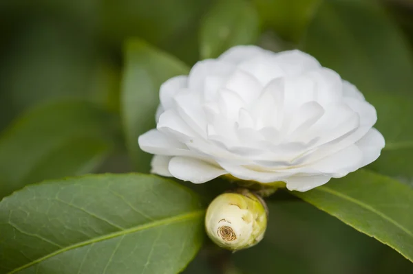 Flor de Camelia blanca en plena floración —  Fotos de Stock