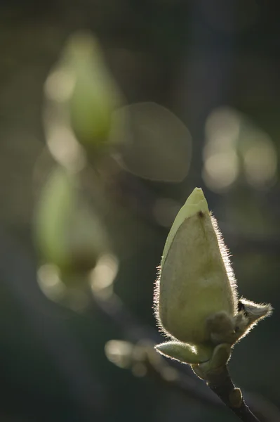 Pąki kwiatów magnolii gotowi kwitną — Zdjęcie stockowe