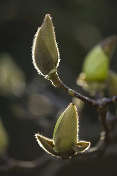 Pąki kwiatów magnolii gotowi kwitną — Zdjęcie stockowe