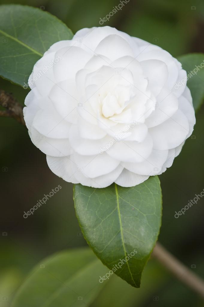 White Camelia flower in full bloom Stock Photo by ©alessandrozocc 71069339