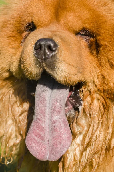 Chow Chow dog portrét — Stock fotografie