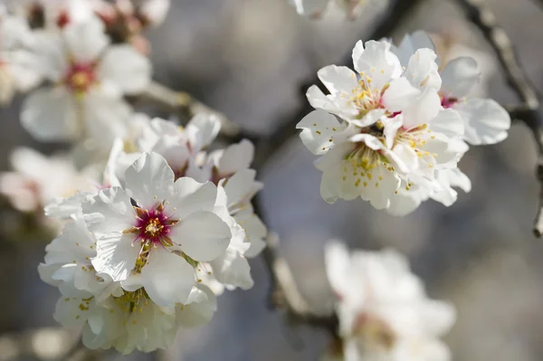 Fiori di mandorlo — Foto Stock