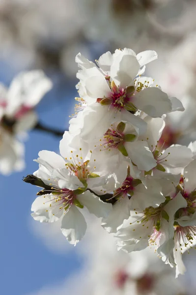 Fiori di mandorlo — Foto Stock