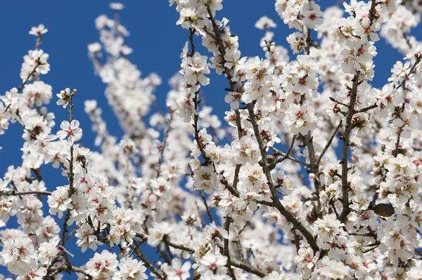 Fiori di mandorlo — Foto Stock