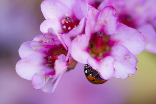Marienkäfer in rosa Blüten — Stockfoto