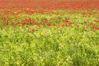 Ortak haşhaş çiçekler, gelincik (bitki)