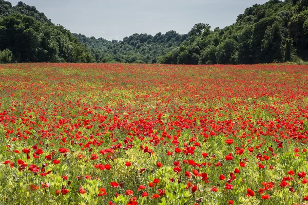 Fleurs de pavot commun, Papaver rhoeas — Photo