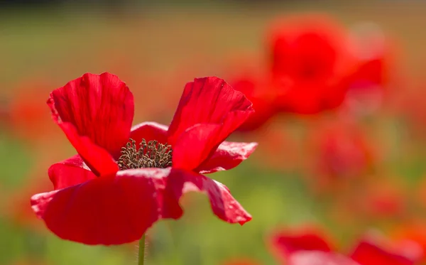 Flores comunes de amapola, Papaver rhoeas — Foto de Stock