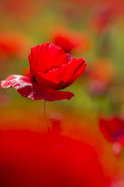 Flores comunes de amapola, Papaver rhoeas — Foto de Stock