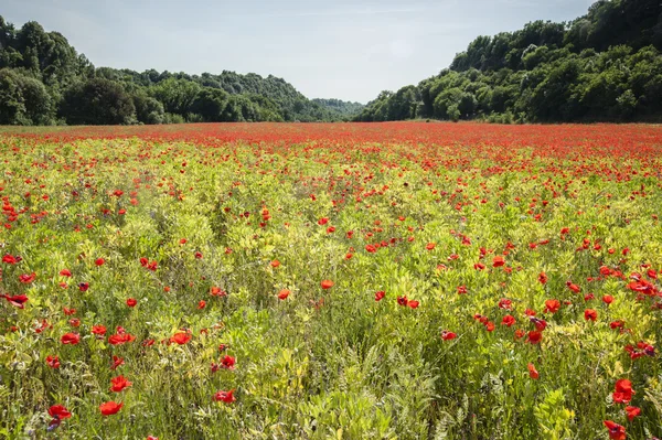 Fleurs de pavot commun, Papaver rhoeas — Photo