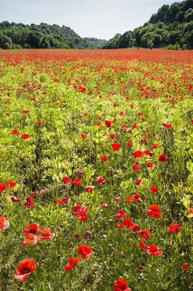 Flores comunes de amapola, Papaver rhoeas — Foto de Stock