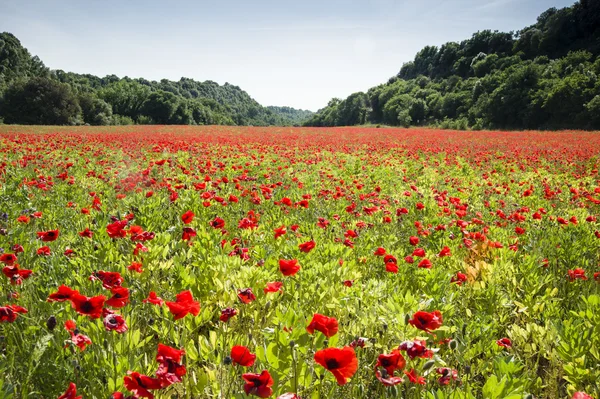 Обычные цветы мака, Papaver rhoeas Стоковое Изображение