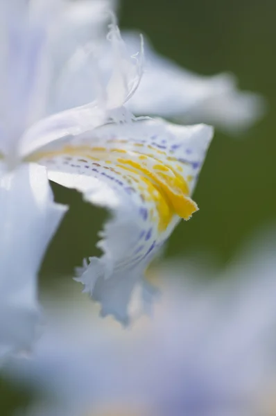 Detail of petals of an Iris flower — Stock Photo, Image